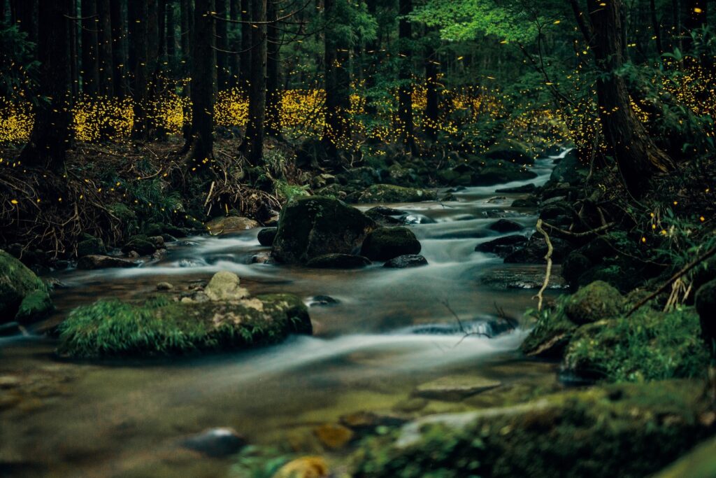 Fireflies in Japan summer