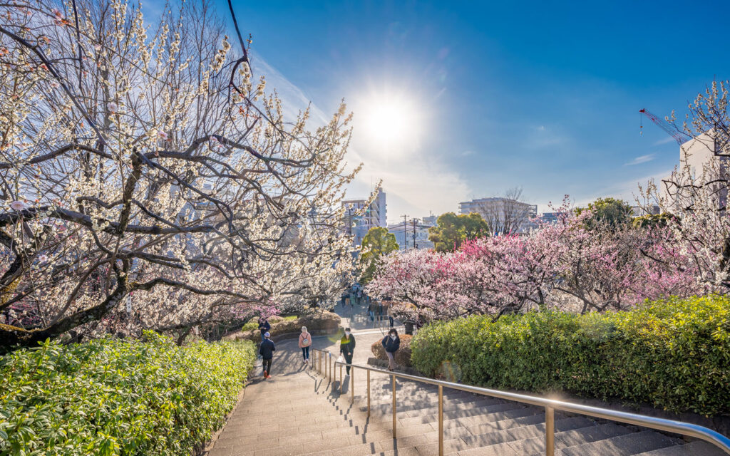 5 Places to See Plum Blossom in Tokyo