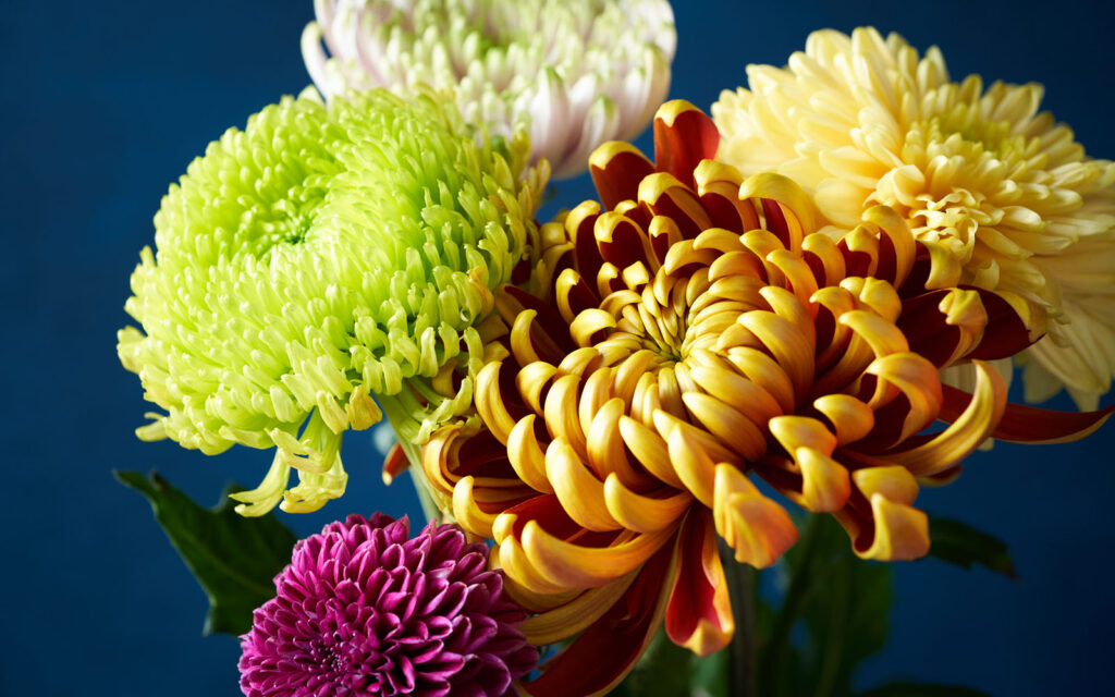 7 Plants and Flowers For Japanese New Year - GaijinPot