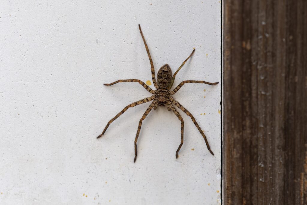 Ashidakagumo: The Giant Japanese Spider Hiding in Your House - GaijinPot
