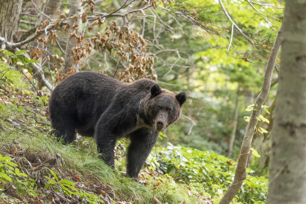 Japan’s Kanji of the Year Is ‘Bear’ — What Did That Say About 2025?