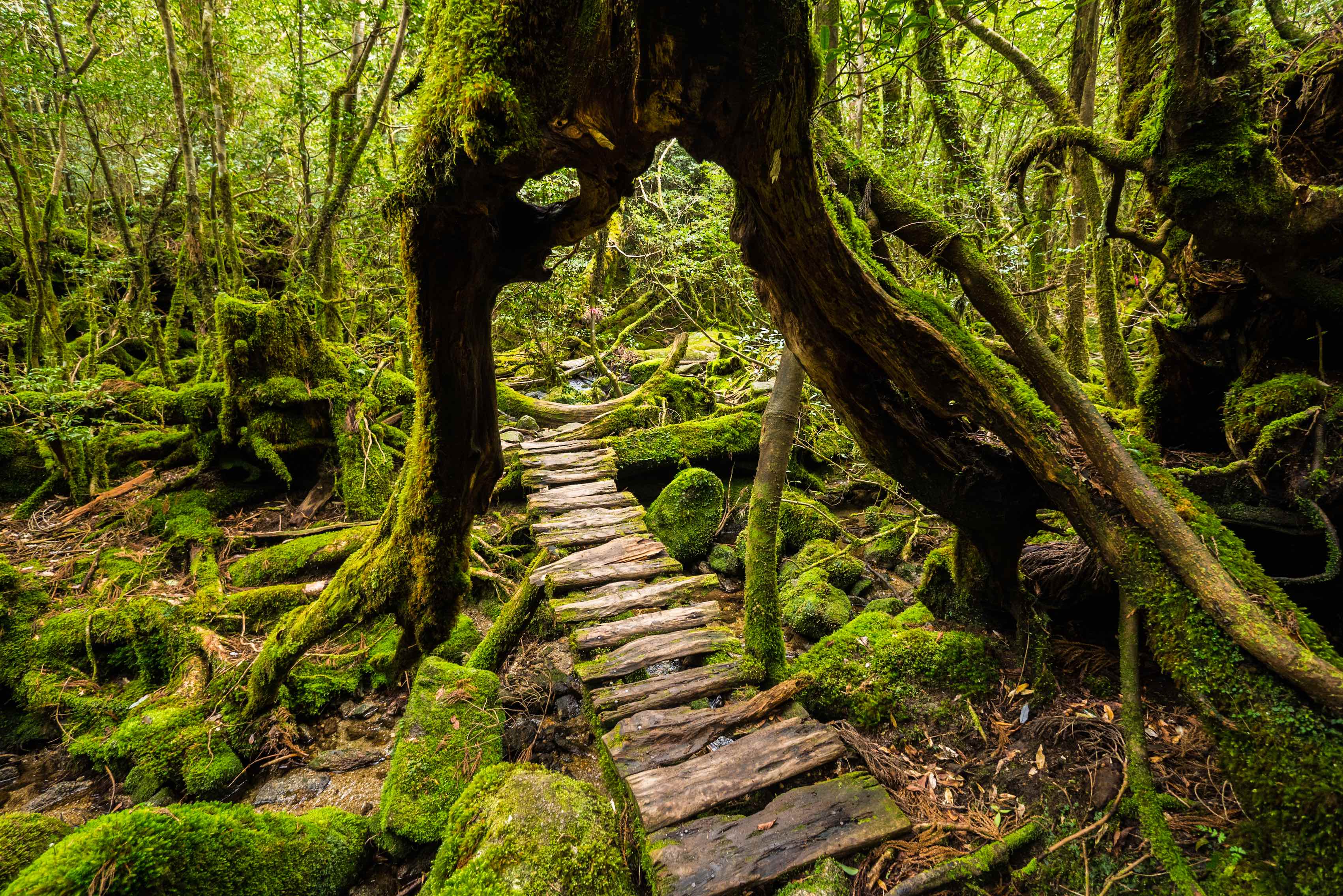 Yakushima - GaijinPot Travel