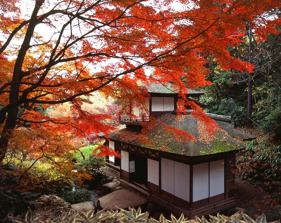 原画　Talopyon in Automn The Best Spots to See Autumn Leaves in Kanto - GaijinPot Travel
