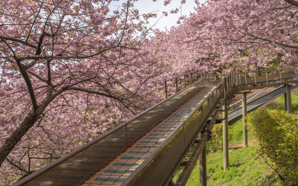 Matsuda Cherry Blossom Festival - GaijinPot Travel