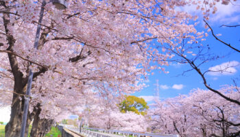 Sanda Cherry Blossom Festival - GaijinPot Travel