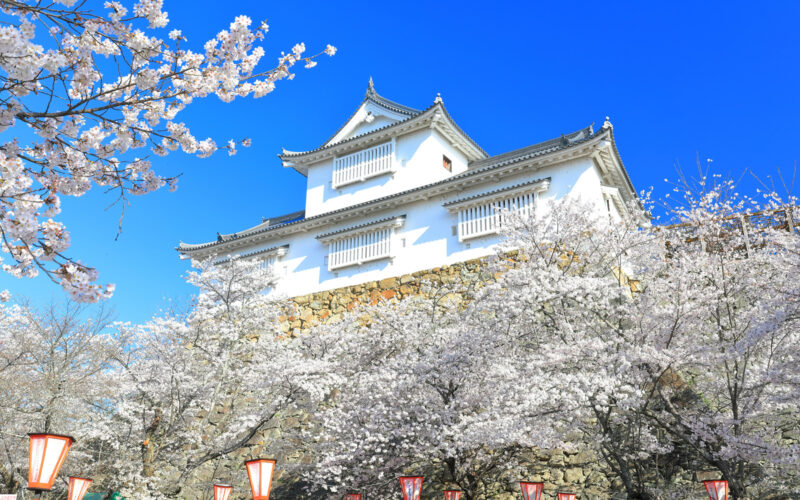 Tsuyama Cherry Blossom Festival - GaijinPot Travel