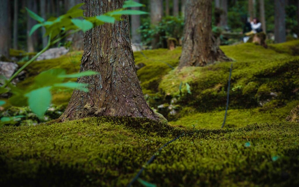 Kokemushiro Moss Garden