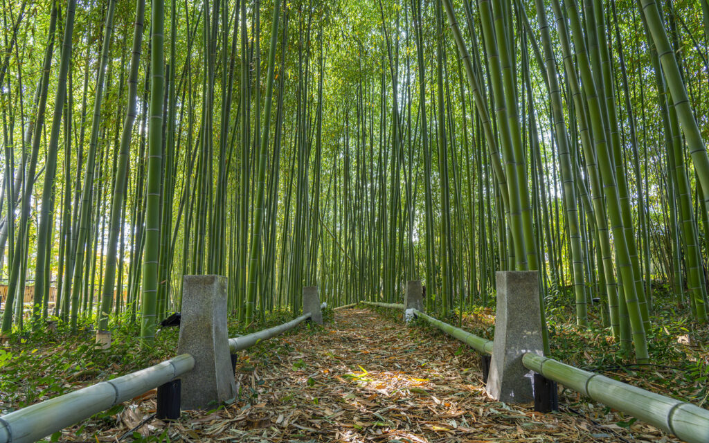 Top 10 Bamboo Forests in Kyoto That Aren't Arashiyama - GaijinPot Travel