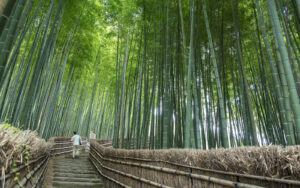 Bamboo forests in kyoto: Adashino Nenbutsuji Temple