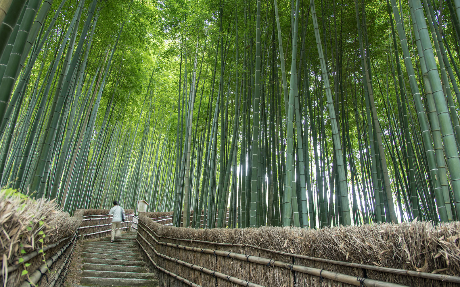 Top 10 Bamboo Forests in Kyoto That Aren’t Arashiyama