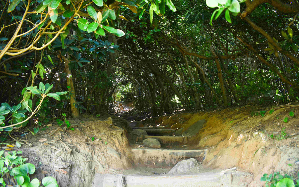 Totoro Forest (Itoshima)