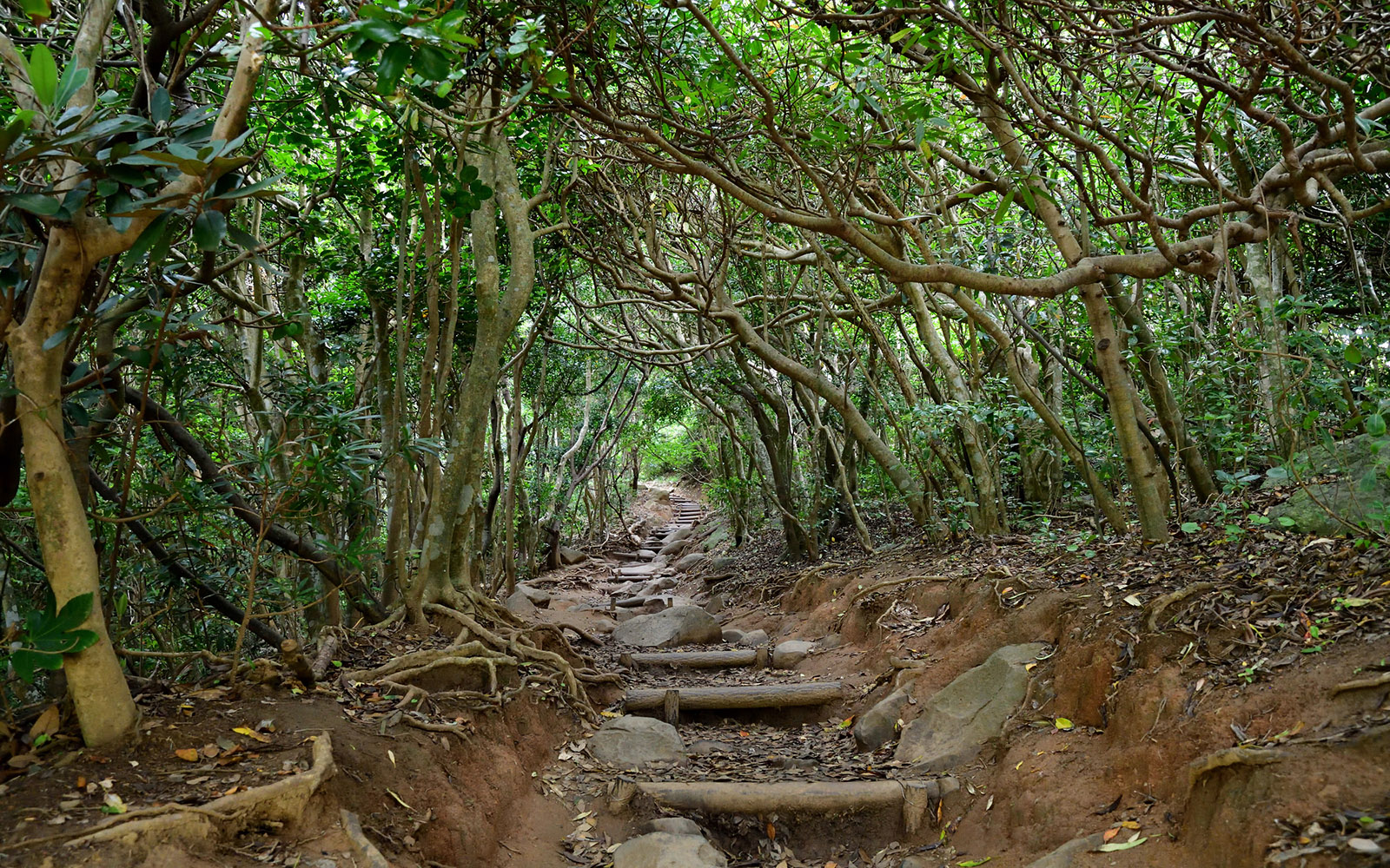 Totoro Forest (Itoshima)